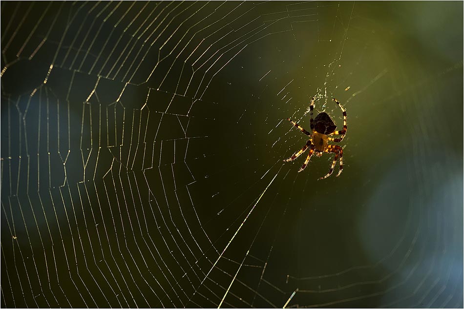 backyard spider.JPG