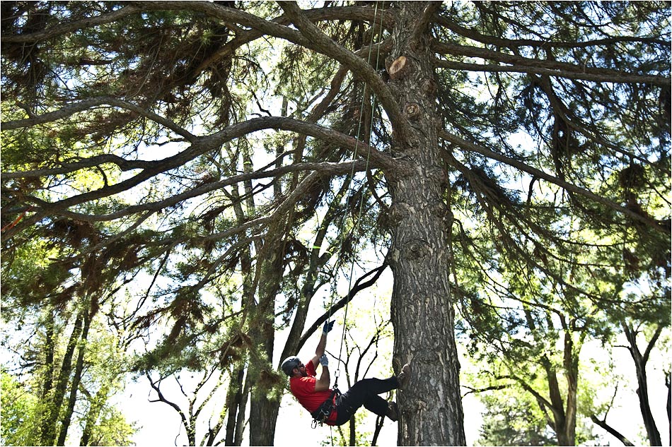 tree climbing cd 02.jpg